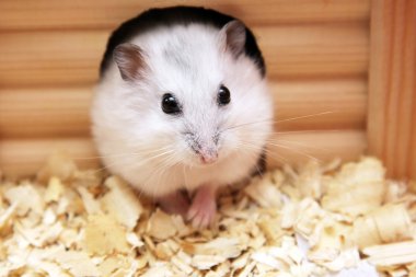 White phodopus hamster clipart