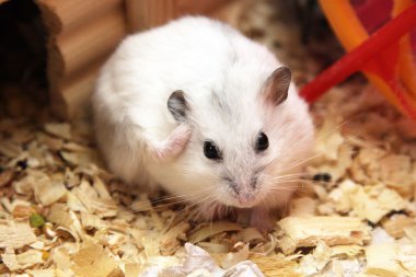 Beyaz phodopus hamster
