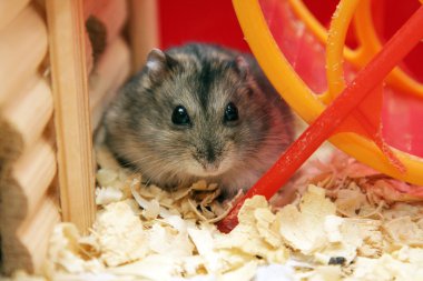 Grey phdopus hamster clipart