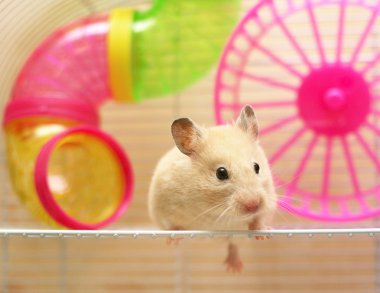 Syrian hamster clipart