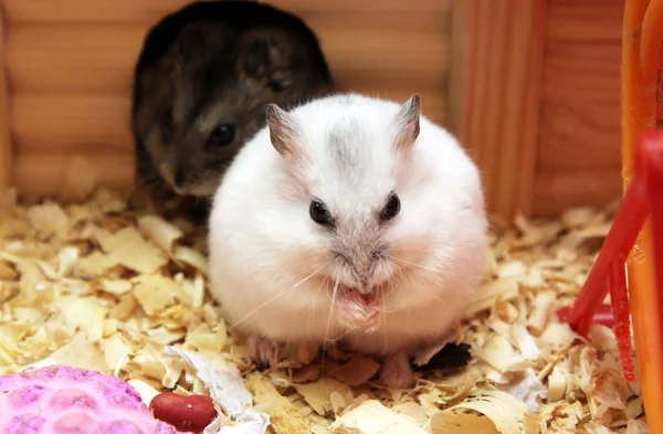 Två dvärghamster hamster — Stockfoto
