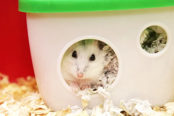 Vit dvärghamster hamster — Stockfoto