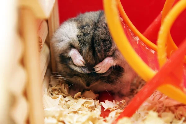 Grey phodopus hamster — Stock Photo, Image