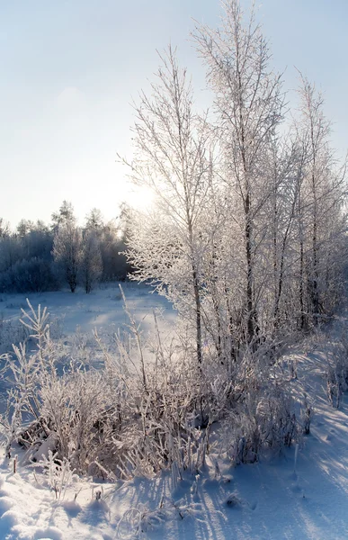 Stock image Winter landscape