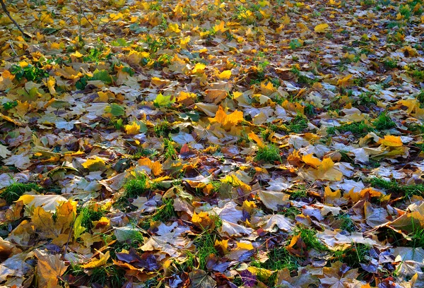 Ένα χαλί από Φθινοπωρινά φύλλα που καλύπτονται με ελαιόδεντ — Φωτογραφία Αρχείου