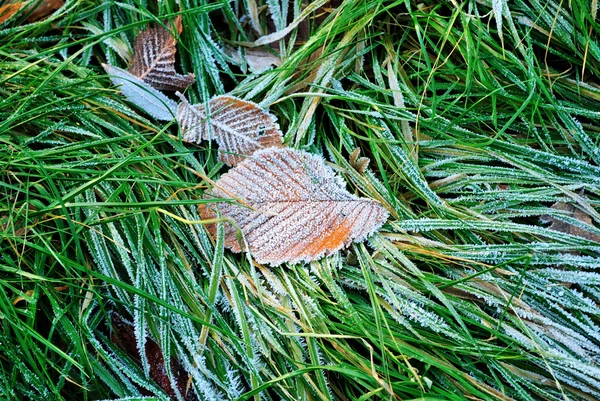 Rimfrost på bladen av elm — Stockfoto