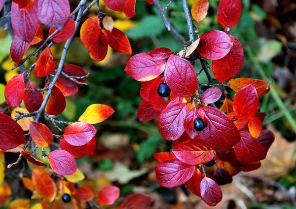 Θάμνος με κόκκινα φύλλα — Φωτογραφία Αρχείου