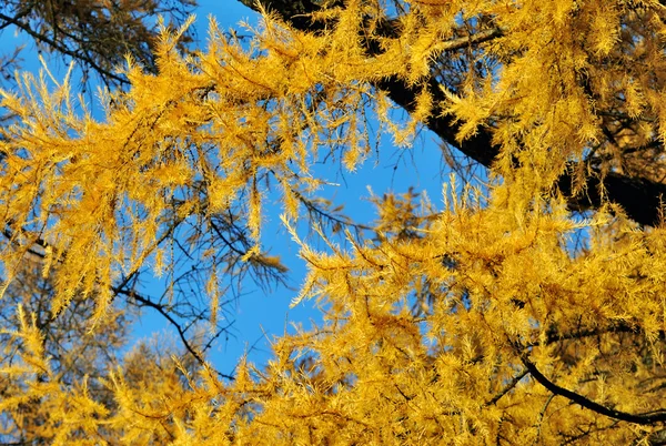 stock image Golden Larch