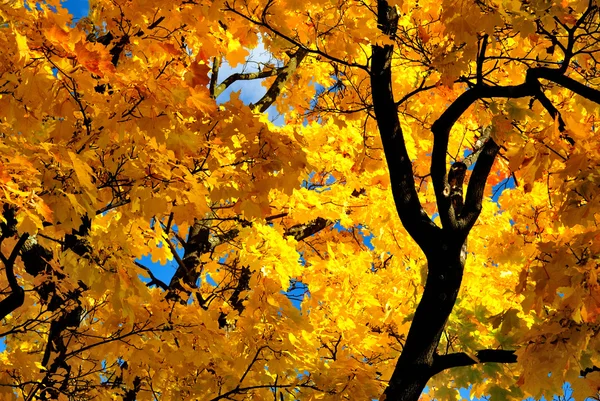 Mot bakgrund av hösten — Stockfoto