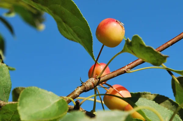 stock image Small rosy apples on a branch