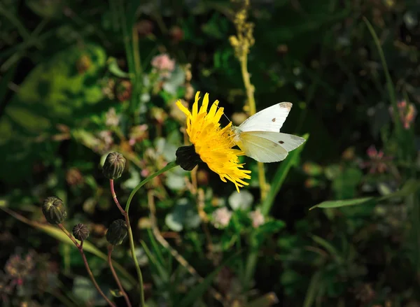 La mariposa en la flor — Foto de Stock