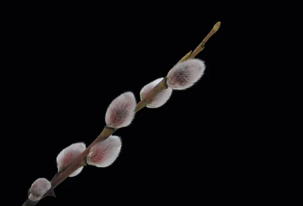 Pussy-Willow on Black — Stock Photo, Image