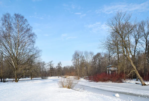 冬季风景与深红灌木丛 — 图库照片
