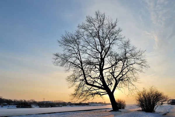 Un albero contro il tramonto — Foto Stock