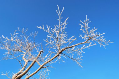 Hoar-frost ile kaplı bir şube