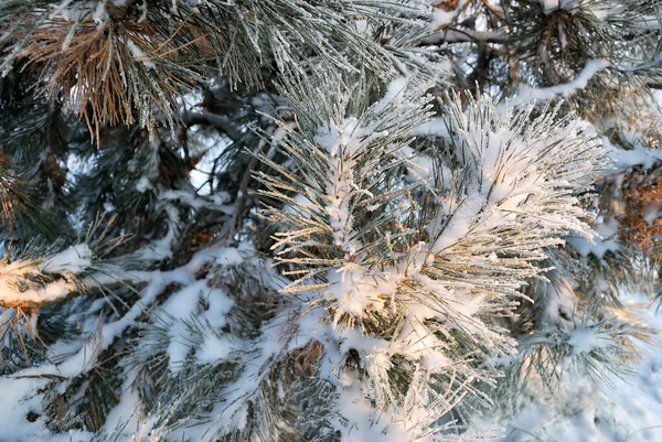 Ramitas de pino cubiertas de nieve —  Fotos de Stock
