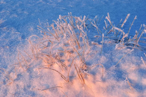 Pink and blue snow at dawn — Stock Photo, Image