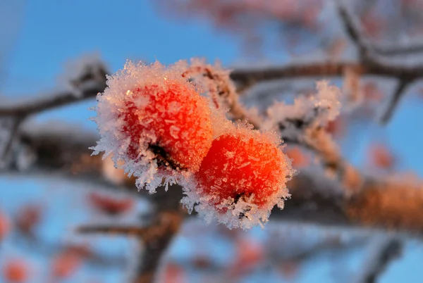 Twee kleine bevroren appels — Stockfoto