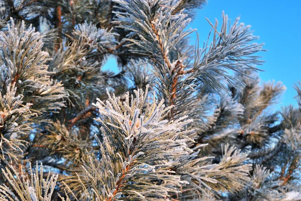 Snötäckta pine kvistar — Stockfoto