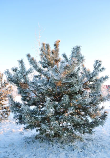Frosted pine-tree at dawn — Stock Photo, Image