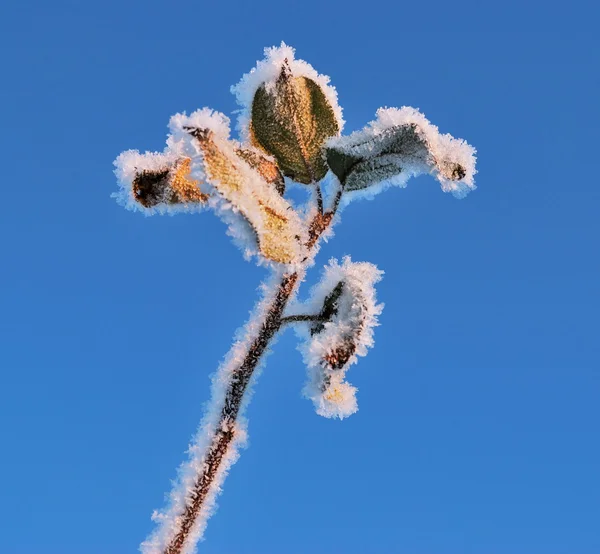 Un fiore di ghiaccio — Foto Stock