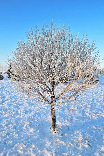 Дерево в мороз на світанку — стокове фото