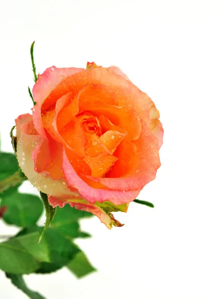 Fresh rose on white background — Stock Photo, Image