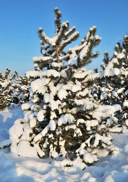 Pines är täckt av snö — Stockfoto