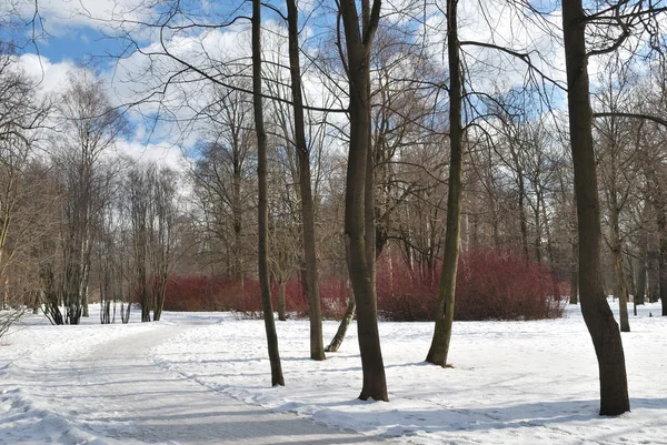 Χειμερινό πάρκο — Φωτογραφία Αρχείου