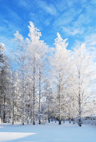 Weiß-weiße Birken — Stockfoto