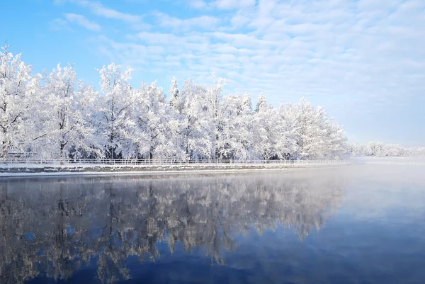 Зимние деревья отражаются в воде — стоковое фото