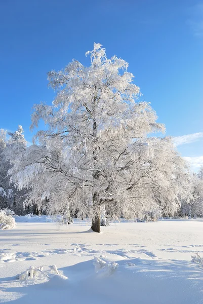 Beautiful tree in rime — Stock Photo, Image