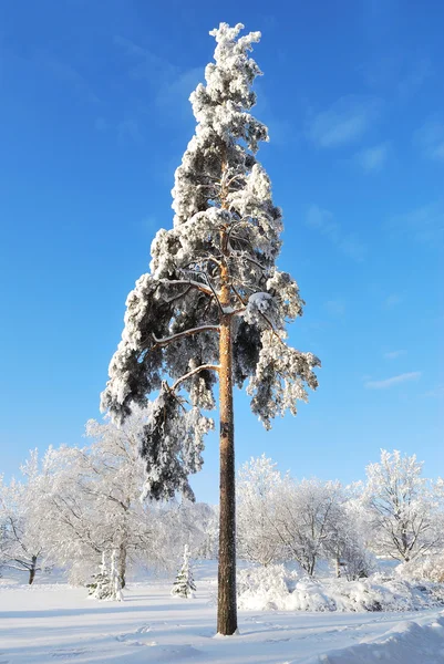 Beautiful pine-tree — Stock Photo, Image