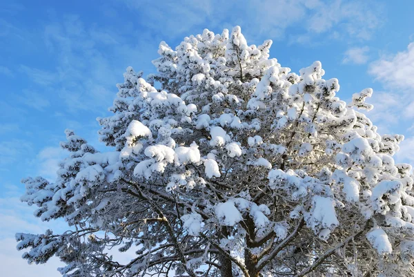 Bela árvore coberta de neve — Fotografia de Stock