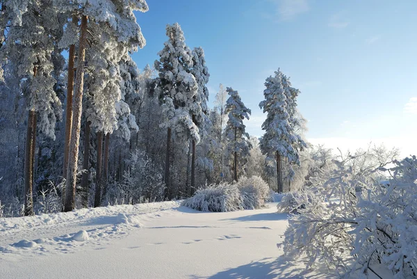 Winter fairy tale — Stock Photo, Image