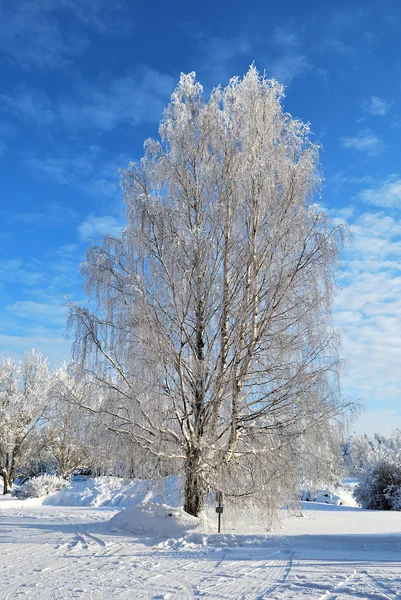 Beyaz huş ağacı — Stok fotoğraf