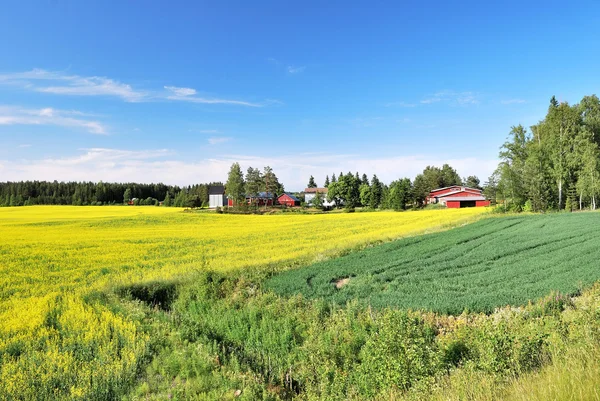 Lato w Finlandii — Zdjęcie stockowe