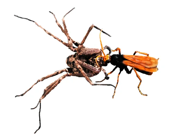 stock image Wasp and spider