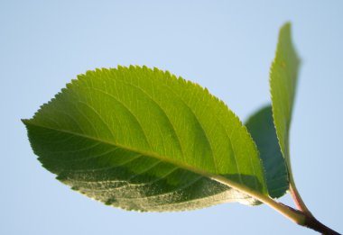 Leaves close up clipart