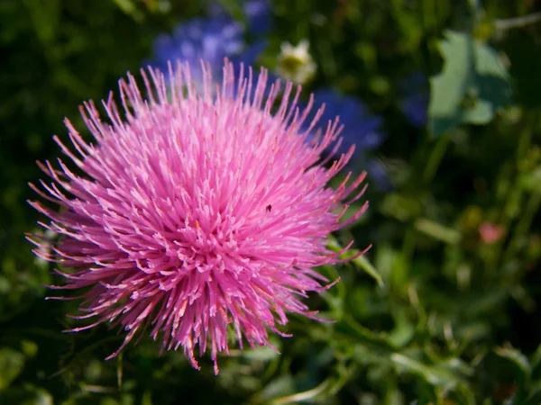Flower of a thistle — Stock Photo, Image