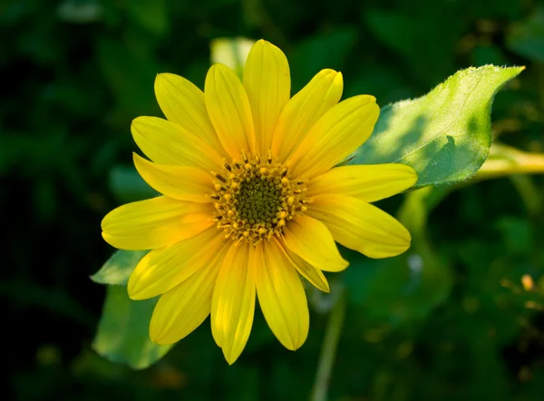 Jasny żółty kwiat — Zdjęcie stockowe