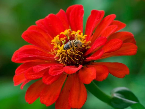 Rød blomst - Stock-foto