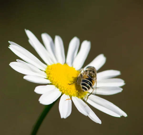 Drone on a chamomile 3 — Stock Photo, Image