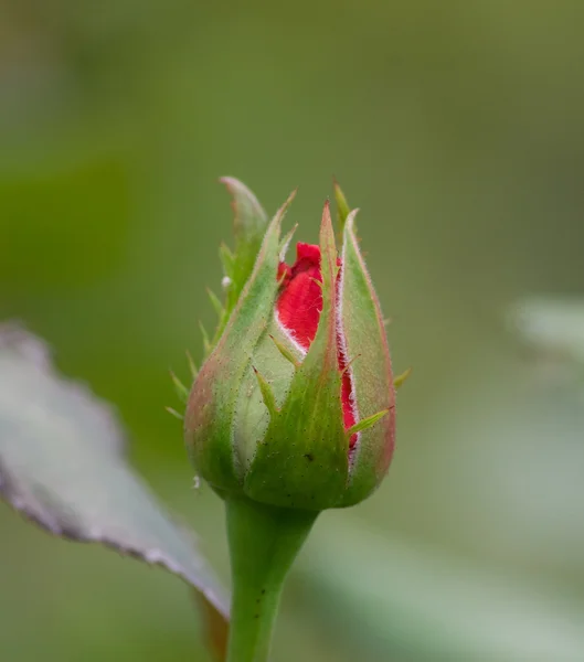 Rose rouge 3 — Photo