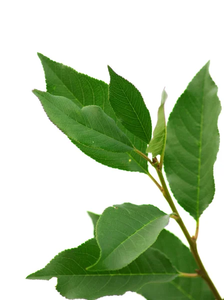 stock image Green leaves