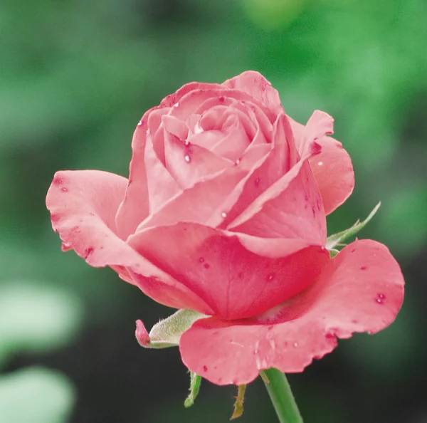 stock image Pink rose