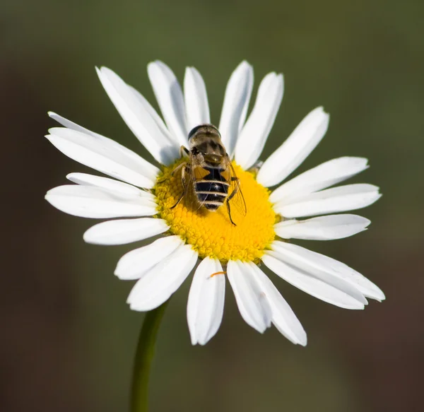 Drone on a chamomile 4 — Stock Photo, Image