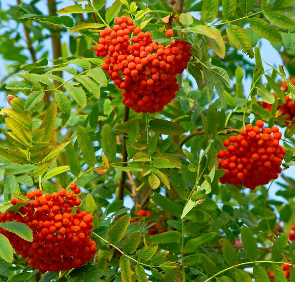 Cabang ashberry — Stok Foto