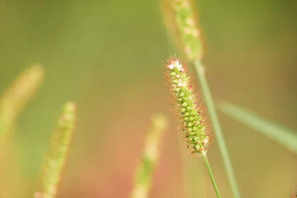 stock image Green grass 4