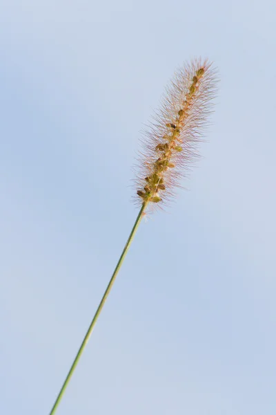 Gult gräs — Stockfoto